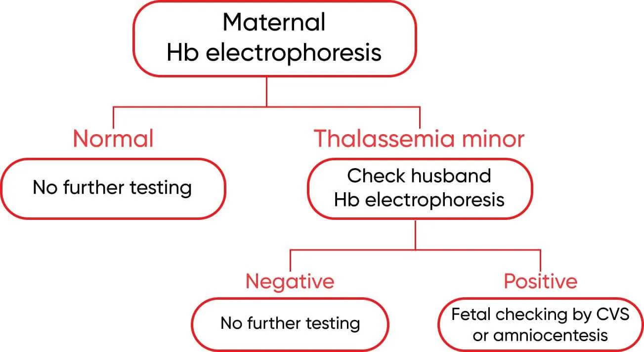 Maternal Hemoglobin and Thalassemia Screening